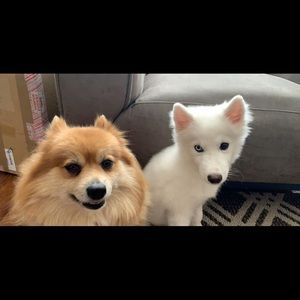 Meet your Posher, Harmanpreet